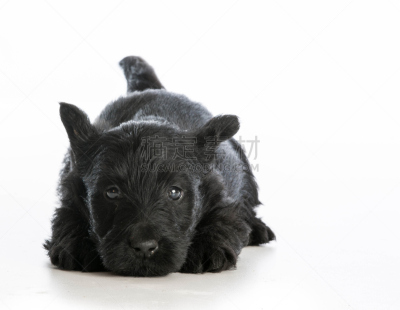 小狗,疲劳的,苏格兰粗毛猎狐犬,纯种犬,水平画幅,小的,可爱的,无人,梗犬,白色背景