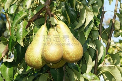 陆地,汉堡,果汁,林区,古老的,金冠苹果,李子,果园,苹果