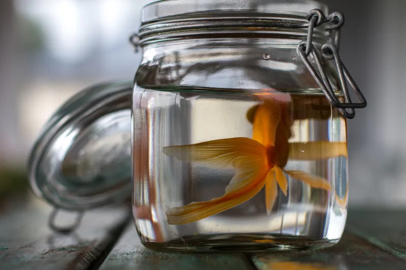 金鱼 宠物 水平画幅 无人 鱼类 广口瓶 摄影图片素材下载 稿定素材