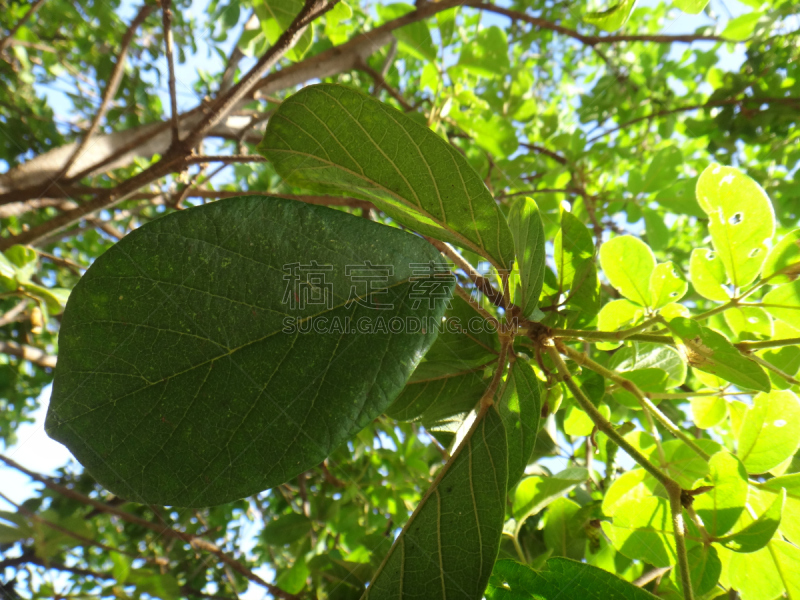 植物群,床单,黄金,水平画幅,快乐,紫薇属的植物,圆锥花序植物,潘塔纳尔湿地,硬木,木兰纲