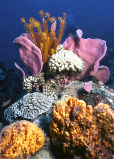 礁石,加拿大文明,加勒比海地区,垂直画幅,水,无人,水下,户外,生物学,生态多样性