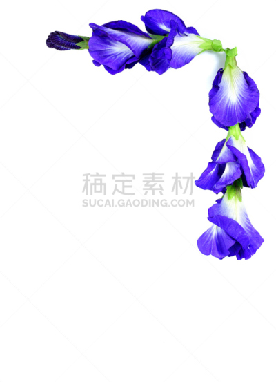 豌豆,蓝色,特写,背景,蝴蝶,自然,垂直画幅,染料,植物