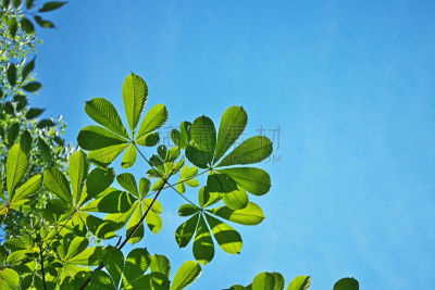 天空,六月,水平画幅,绿色,七叶树,无人,日本,藤泽市,植物,环境保护