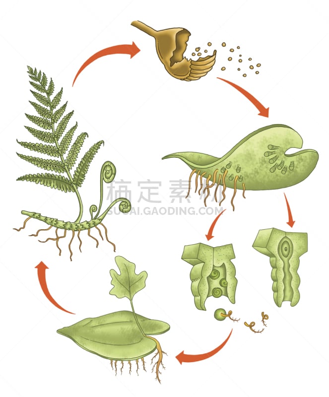 苔藓,垂直画幅,植物,无人,种子,叶子,胶囊,图表,摄影