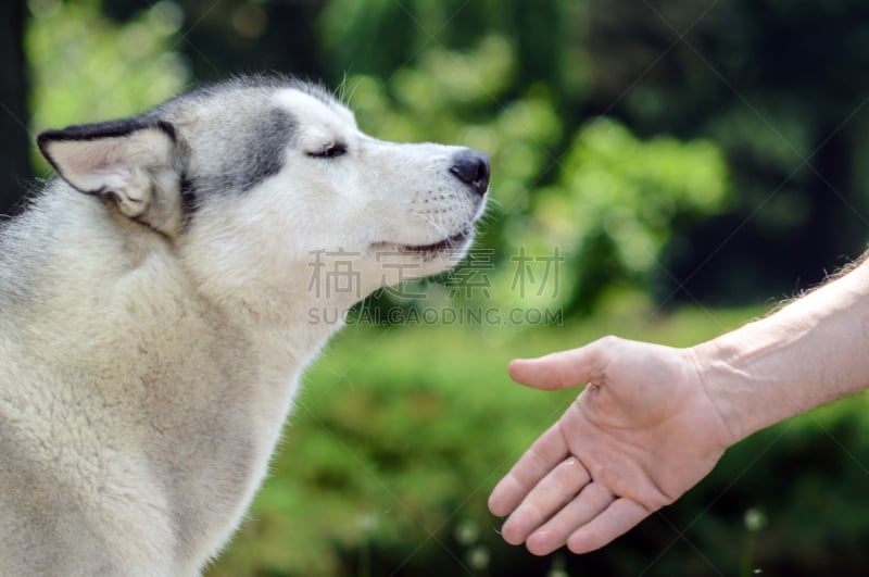 狗,北极狐,爱斯基摩犬,阿拉斯加雪橇犬,西伯利亚哈士奇犬,雪橇犬,自然,毛皮,业主,水平画幅