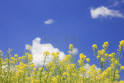 富良野,富良野盆地,雪茄,天空,水平画幅,地形,无人,蓝色,日本,北海道