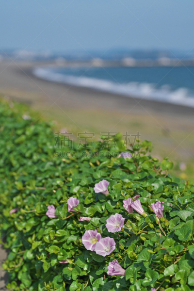 垂直画幅,绿色,旋花属植物,无人,五月,日本,茅奇海滩,户外,茅崎,海洋