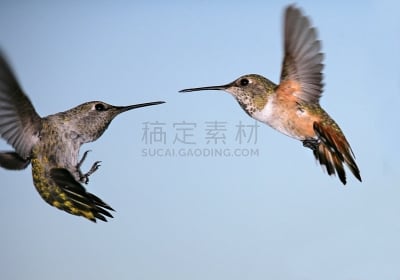 蜂鸟,桨叉架船,黑色,自然,天空,迅速,野生动物,水平画幅,小的,无人
