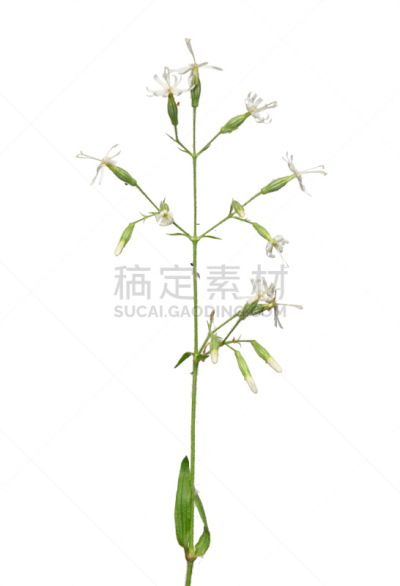 诺丁汉,自然,垂直画幅,无人,背景分离,仅一朵花,石竹类属植物,石竹科,草本,白色