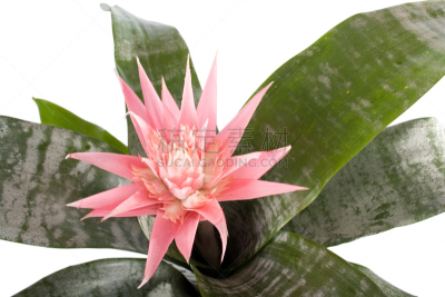 室内植物,虎尾兰,自然,植物,水平画幅,无人,种子,摄影,花
