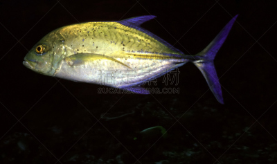 桨叉架船,守门员,所罗门,gruntfish,水,水平画幅,无人,水下,水禽,水栖哺乳动物