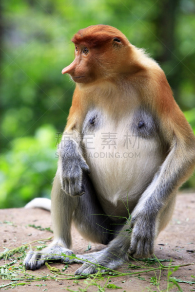 长鼻猴,京那峇鲁山,古晋,砂劳越州,沙巴州,文莱,动物长鼻,苏门答腊印度尼西亚,婆罗洲岛,红树林