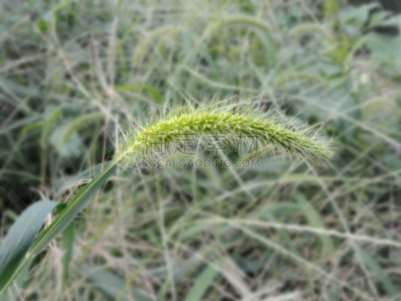 花粉症　アレルギー　アキノエコログサ　エコログサ　grass　allergic