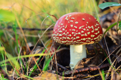 毒蝇菇,伞形毒菌,水平画幅,无人,有毒生物体,斑点,蘑菇,草,红色,白色