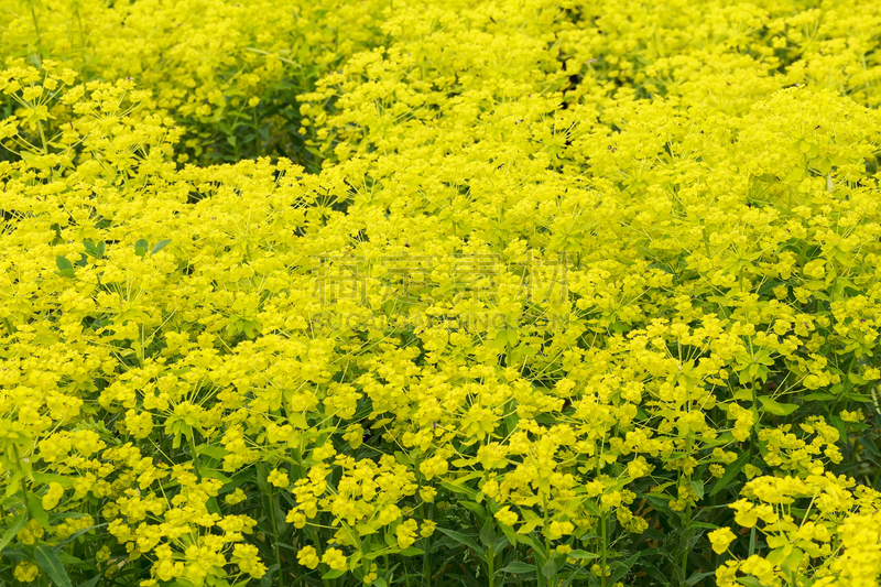 大戟科,花朵,黄色,常绿植物,脂鲤,山矢车菊,蚜虫,花茶,爱探听私事的,水平画幅