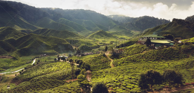 茶树,地形,自然美,金马仑高原,彭亨州,乌龙茶,茶叶,水平画幅,高视角,山