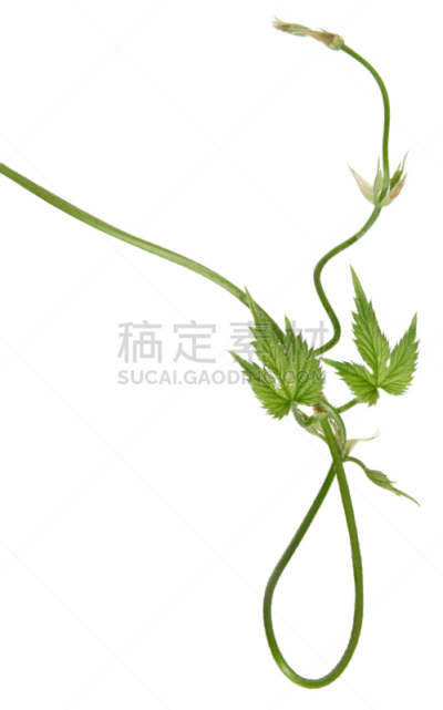 分离着色,秧苗,野生植物,垂直画幅,芳香的,绿色,白色背景,缠绕,生长,尝
