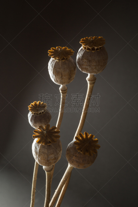 干的,黑色背景,禁止的,秋天,垂直画幅,无人,农作物,植物,农业,食品