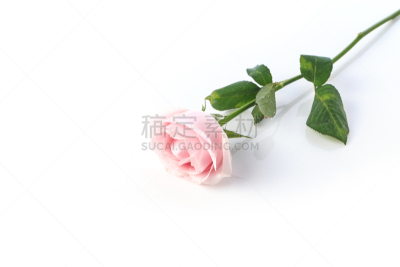 玫瑰,自然美,芳香的,贺卡,浪漫,蔷薇科,植物,背景,节日,礼物