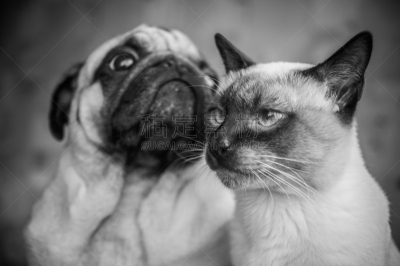 巴哥犬,猫,狗,肖像,暹罗猫,美术肖像,水平画幅,注视镜头,特写,泰国