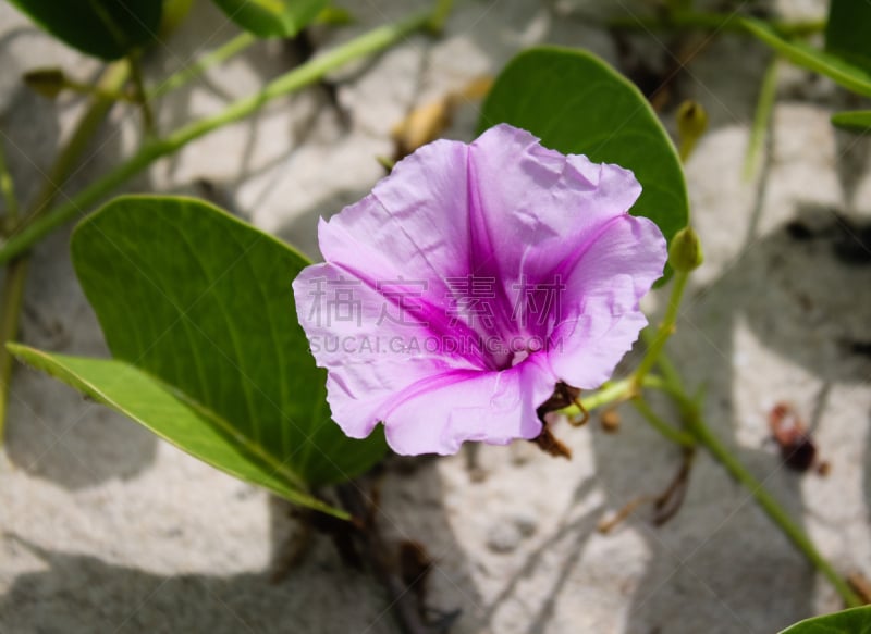 牵牛花,法国海外领土,水平画幅,旋花属植物,无人,留尼汪（法属）,圆叶牵牛,越南,植物学,花头