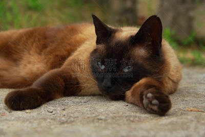 野生猫科动物,美,水平画幅,可爱的,蓝色,动物身体部位,暹罗猫,自然美,蓝色眼睛,手动钻机
