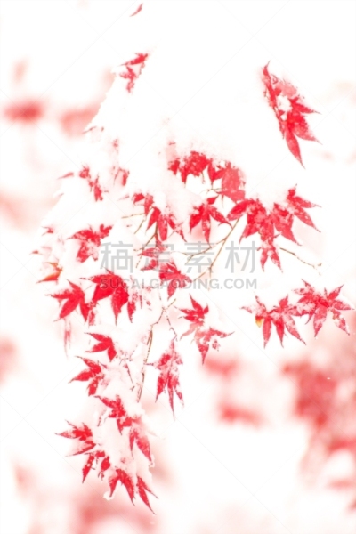 秋天,银色,染料,垂直画幅,雪,无人,葡萄树枫木,户外,北海道,镜头眩光