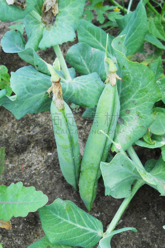 豌豆,垂直画幅,素食,无人,夏天,一模一样,特写,豆,波波头,灌木