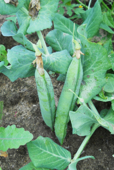 豌豆,垂直画幅,素食,无人,夏天,一模一样,特写,豆,波波头,灌木