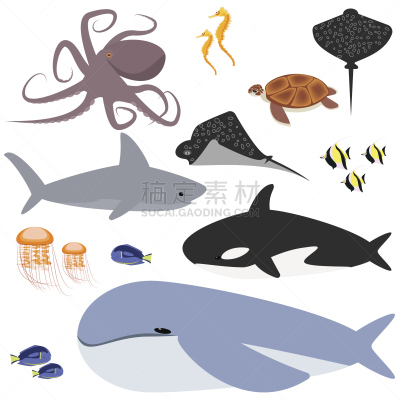 海洋,鱼类,动物,自然,水族馆,图像,逆戟鲸,水母,鲸,魟鱼