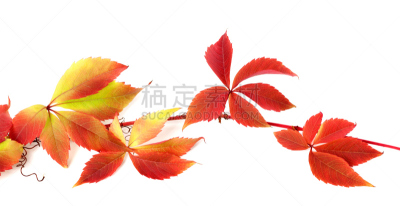 枝,叶子,秋天,红色,葡萄,水平画幅,无人,阴影,特写,白色