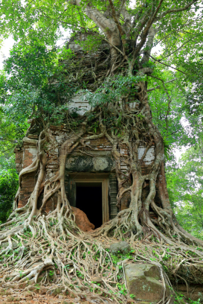 柬埔寨,贡开,垂直画幅,旅游目的地,苔藓,热带雨林,户外,哺乳纲,雕塑,亚洲
