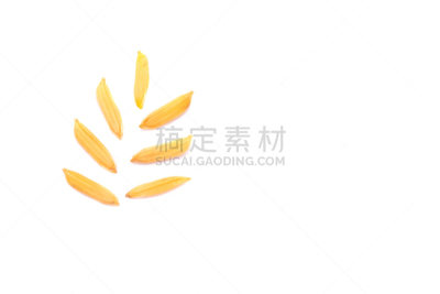 Paddy rice on white background