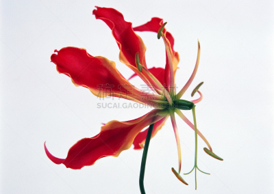 红色,植物,水平画幅,彩色图片,档案,白色背景,背景分离,火红色百合,花的组成部分,单子叶植物