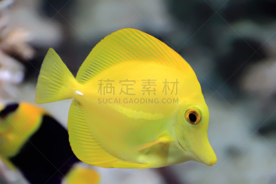 黄高鳍刺尾鱼,黄高鳍粗皮鲷,野生动物,水平画幅,无人,水下,颊纹鼻鱼,海鱼,黄尾笛鲷,礁石