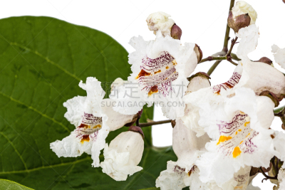 花朵,白色背景,分离着色,雪茄,自然,太空,美,水平画幅,无人,巨大的