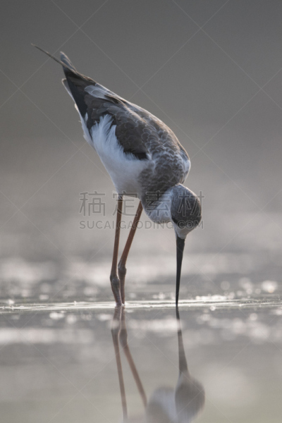黑翅长脚鹬,特写,黄昏,细的,禅宗,动物,鸟类,河流,户外,自然
