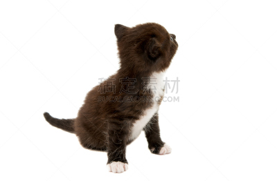 小猫,小的,黑色,白色,水平画幅,爪子,动物身体部位,图像,特写,工作室