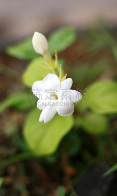 茉莉,垂直画幅,花蕾,白色,绿色,热带气候,无人,叶子,木樨科,印度尼西亚