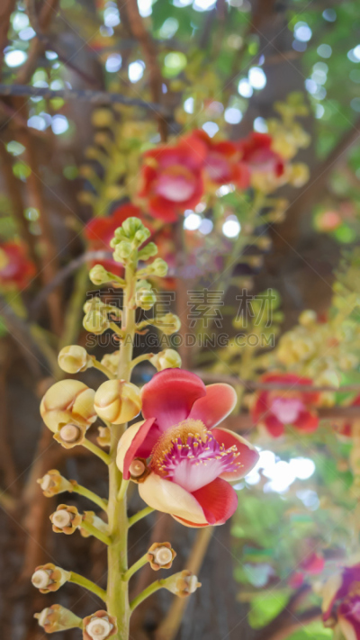 炮弹树,垂直画幅,球,美,无人,户外,泰国,明亮,植物,植物学