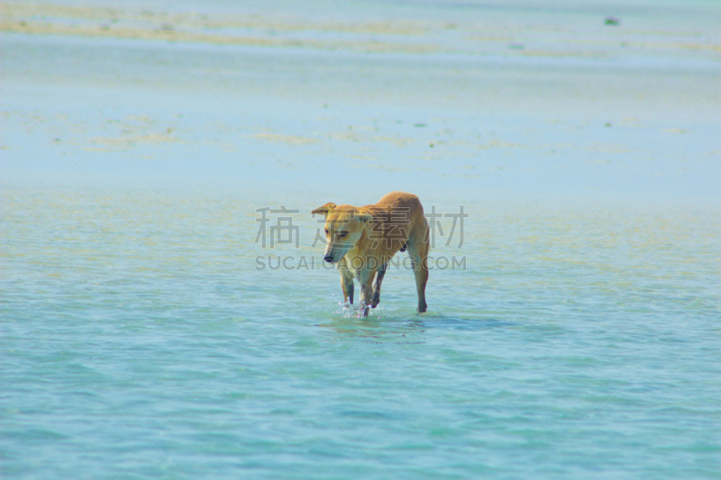 埃及,水,狗,悬挂的,马萨阿拉姆,红海,海滩,流浪动物,自然,天空