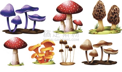蘑菇,字体,担子孢子,基粒间片层,干小皮伞菌,马勃菇,羊肚菌,毒蝇菇,伞菌纲,菌丝