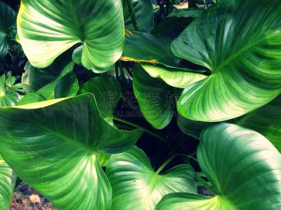 植物,动物心脏,自然,美,水平画幅,小的,无人,原野,户外,泰国