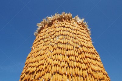 黄色,自然,植物,水平画幅,无人,农场,玉米,户外,蔬菜,谷类
