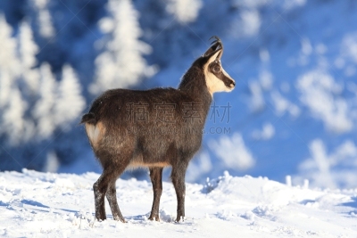 Chamois (Rupicapra rupicapra) in the winter Vosges Mountains, France