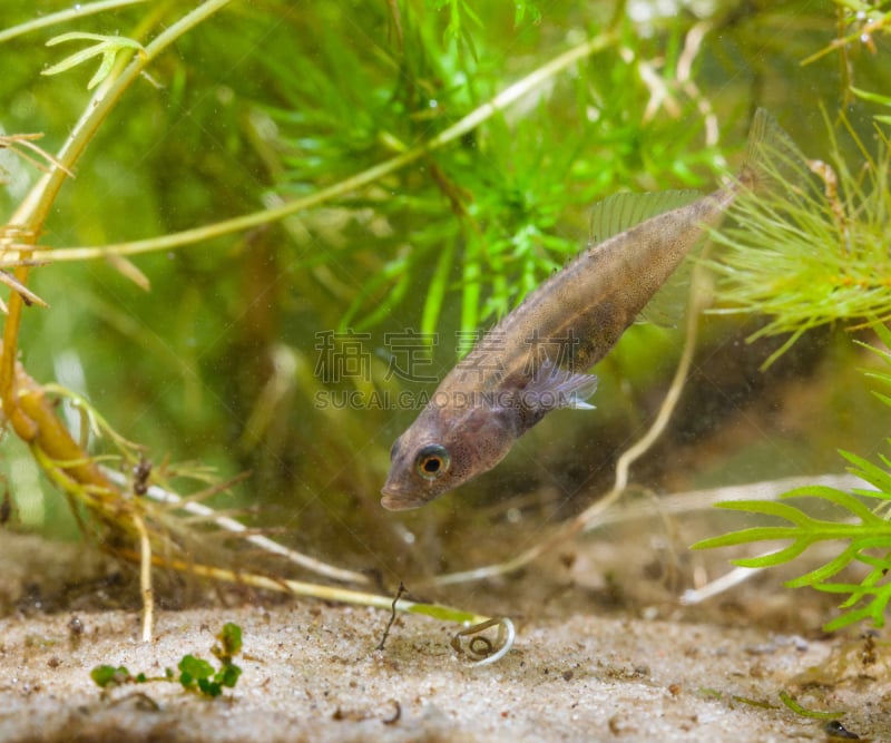 stickleback,雄性动物,商品,水,水平画幅,动物学,水下,领土行为,动物习性,动物脊骨