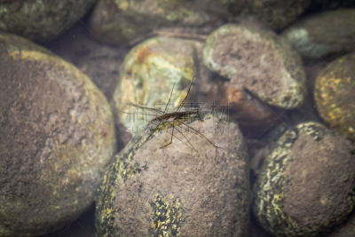 水平画幅,无人,2015年,旱冰,撇水鸟,water bug,水黾,摄影
