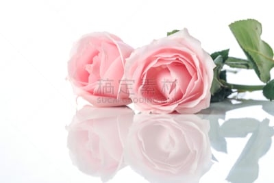 玫瑰,自然美,芳香的,贺卡,浪漫,蔷薇科,植物,背景,节日,礼物