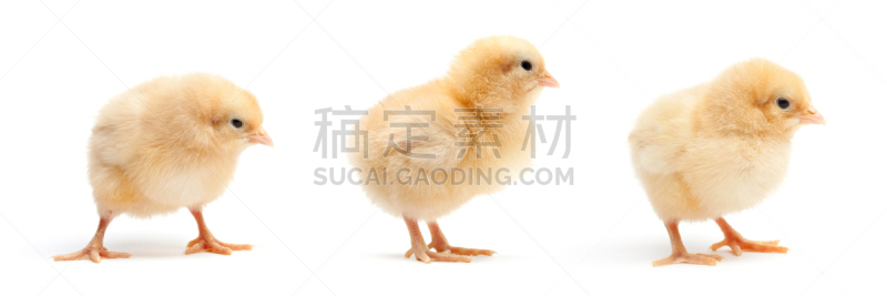 可爱的,小鸡,分离着色,白色,自然,水平画幅,无人,全景,鸟类,白色背景