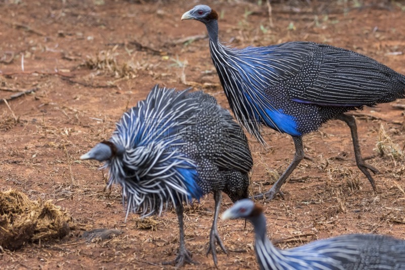 vulturine guinea fowl,肯尼亚,自然,野生动物,水平画幅,无人,鸟类,野外动物,户外,草
